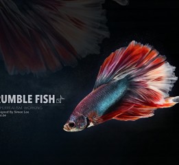 Fighting Fish