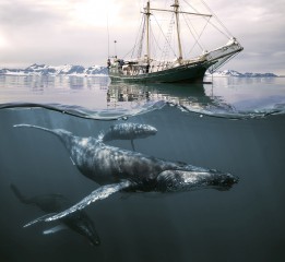 原創(chuàng) 水下世界 海底世界 浮潛 北極冰山 鯨魚(yú) 水面分割線(xiàn) 帆船