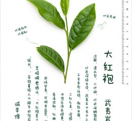 武夷巖茶，原來是這樣美！——名巖名叢